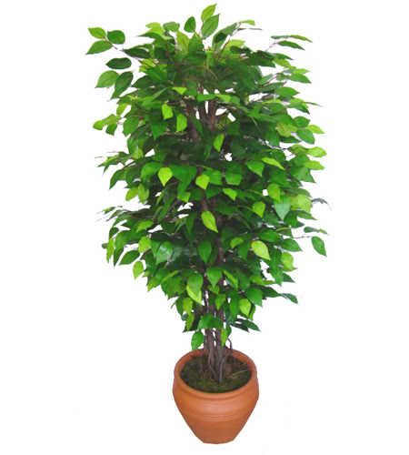 Ficus Benjamin 1,50 cm   Adyaman anneler gn iek yolla 