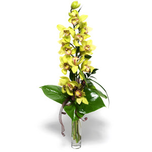  Adyaman nternetten iek siparii  cam vazo ierisinde tek dal canli orkide