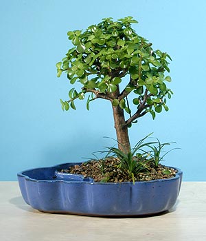 ithal bonsai saksi iegi  Adyaman iekiler 