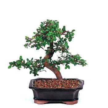 ithal bonsai saksi iegi  Adyaman iek siparii vermek 