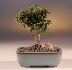  Adyaman iek yolla  ithal bonsai saksi iegi  Adyaman internetten iek sat 