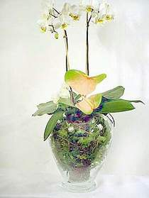  Adyaman iek sat  Cam yada mika vazoda zel orkideler