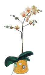  Adyaman online iek gnderme sipari  Phalaenopsis Orkide ithal kalite
