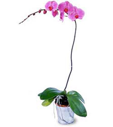  Adyaman cicekciler , cicek siparisi  Orkide ithal kaliteli orkide 