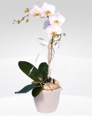 1 dall orkide saks iei  Adyaman online ieki , iek siparii 