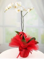1 dal beyaz orkide saks iei  Adyaman yurtii ve yurtd iek siparii 
