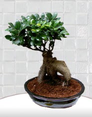 saks iei japon aac bonsai  Adyaman kaliteli taze ve ucuz iekler 