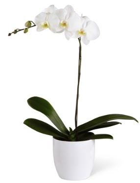 1 dall beyaz orkide  Adyaman 14 ubat sevgililer gn iek 