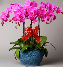 7 dall mor orkide  Adyaman iek online iek siparii 