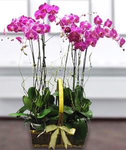 4 dall mor orkide  Adyaman gvenli kaliteli hzl iek 