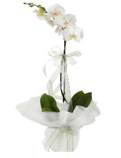 1 dal beyaz orkide iei  Adyaman iek siparii vermek 