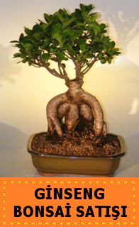 Ginseng bonsai sat japon aac  Adyaman cicek , cicekci 