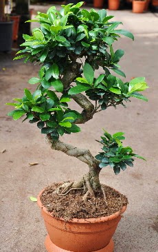 Orta boy bonsai saks bitkisi  Adyaman internetten iek siparii 