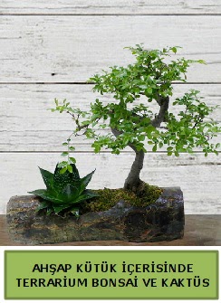 Ahap ktk bonsai kakts teraryum  Adyaman internetten iek siparii 