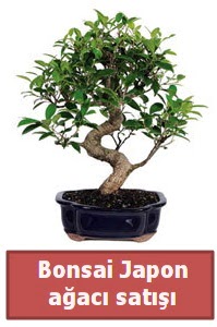 Japon aac bonsai sat  Adyaman iek siparii sitesi 