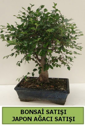 Minyatr bonsai japon aac sat  Adyaman iek gnderme sitemiz gvenlidir 
