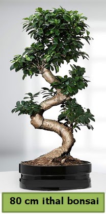 80 cm zel saksda bonsai bitkisi  Adyaman ieki telefonlar 