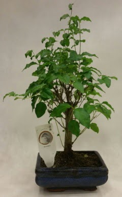 Minyatr bonsai japon aac sat  Adyaman ieki telefonlar 