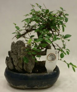 thal 1.ci kalite bonsai japon aac  Adyaman iek sat 