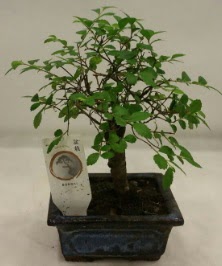 Minyatr ithal japon aac bonsai bitkisi  Adyaman iek sat 