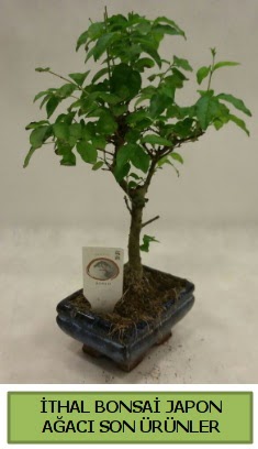 thal bonsai japon aac bitkisi  Adyaman hediye sevgilime hediye iek 