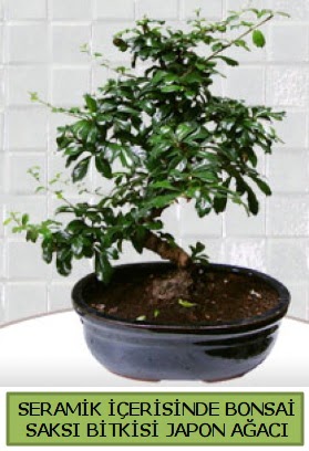 Seramik vazoda bonsai japon aac bitkisi  Adyaman iek siparii sitesi 