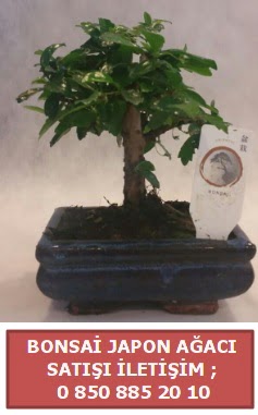 Japon aac minyar bonsai sat  Adyaman iek sat 