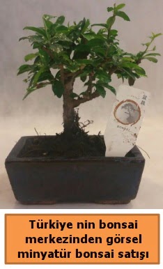 Japon aac bonsai sat ithal grsel  Adyaman iek yolla 