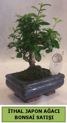 thal japon aac bonsai bitkisi sat  Adyaman ieki telefonlar 