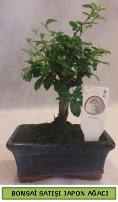 Minyatr bonsai aac sat  Adyaman iek gnderme 