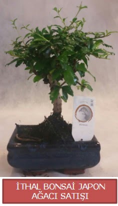 thal kk boy minyatr bonsai aa bitkisi  Adyaman ieki telefonlar 