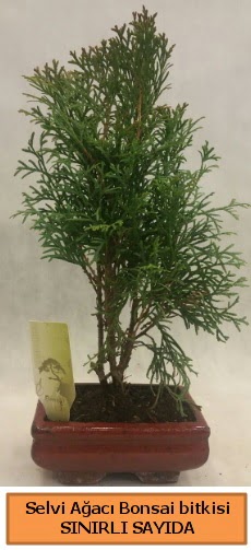 Selvi aac bonsai japon aac bitkisi  Adyaman iek sat 
