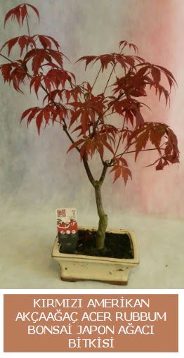 Amerikan akaaa Acer Rubrum bonsai  Adyaman uluslararas iek gnderme 
