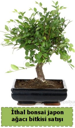 thal bonsai saks iei Japon aac sat  Adyaman nternetten iek siparii 