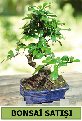 am bonsai japon aac sat  Adyaman iek sat 