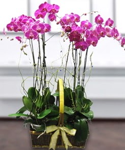 7 dall mor lila orkide  Adyaman iek gnderme sitemiz gvenlidir 