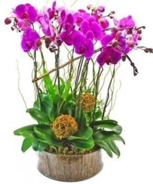 Ahap ktkte lila mor orkide 8 li  Adyaman internetten iek sat 