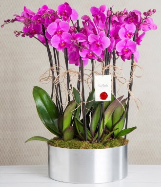 11 dall mor orkide metal vazoda  Adyaman iek gnderme sitemiz gvenlidir 