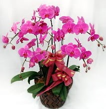 Sepet ierisinde 5 dall lila orkide  Adyaman ucuz iek gnder 