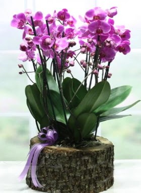 Ktk ierisinde 6 dall mor orkide  Adyaman ucuz iek gnder 