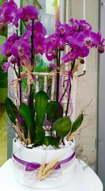 Seramik vazoda 4 dall mor lila orkide  Adyaman online iek gnderme sipari 