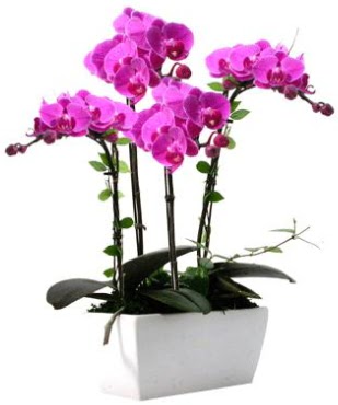 Seramik vazo ierisinde 4 dall mor orkide  Adyaman iek sat 