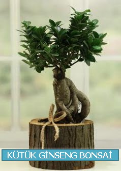 Ktk aa ierisinde ginseng bonsai  Adyaman iek gnderme sitemiz gvenlidir 