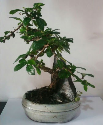 S eklinde ithal bonsai aac  Adyaman iek yolla 