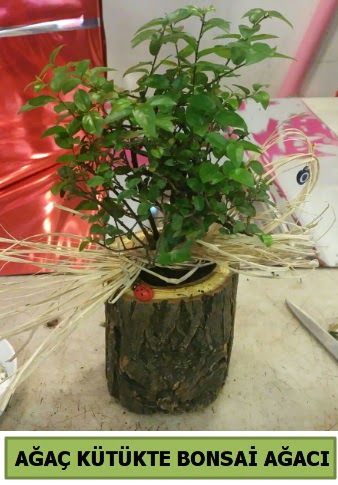 Doal aa ktk ierisinde bonsai aac  Adyaman iek gnderme sitemiz gvenlidir 