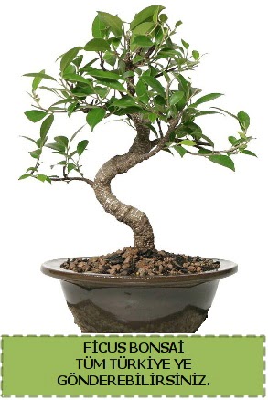 Ficus bonsai  Adyaman iek gnderme sitemiz gvenlidir 