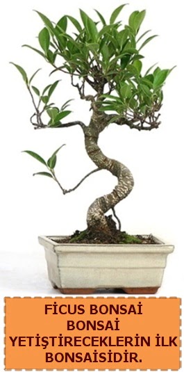 Ficus bonsai 15 ile 25 cm arasndadr  Adyaman iek yolla 