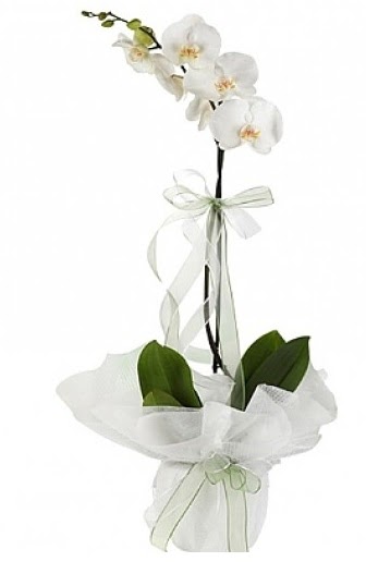 Tekli Beyaz Orkide  Adyaman hediye iek yolla 