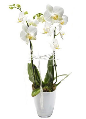 2 dall beyaz seramik beyaz orkide sakss  Adyaman iek gnderme sitemiz gvenlidir 