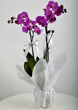 ift dall saksda mor orkide iei  Adyaman iek siparii vermek 